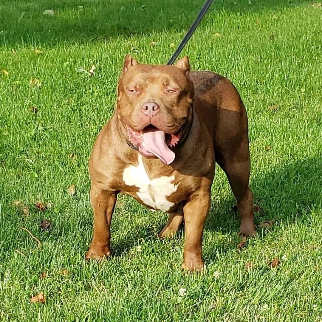 Lost dog in Rockford, IL, 61109