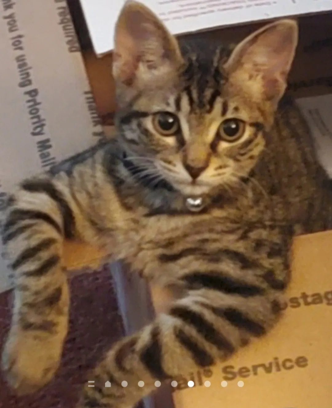Lost cat in North Richland Hills, TX, 76182