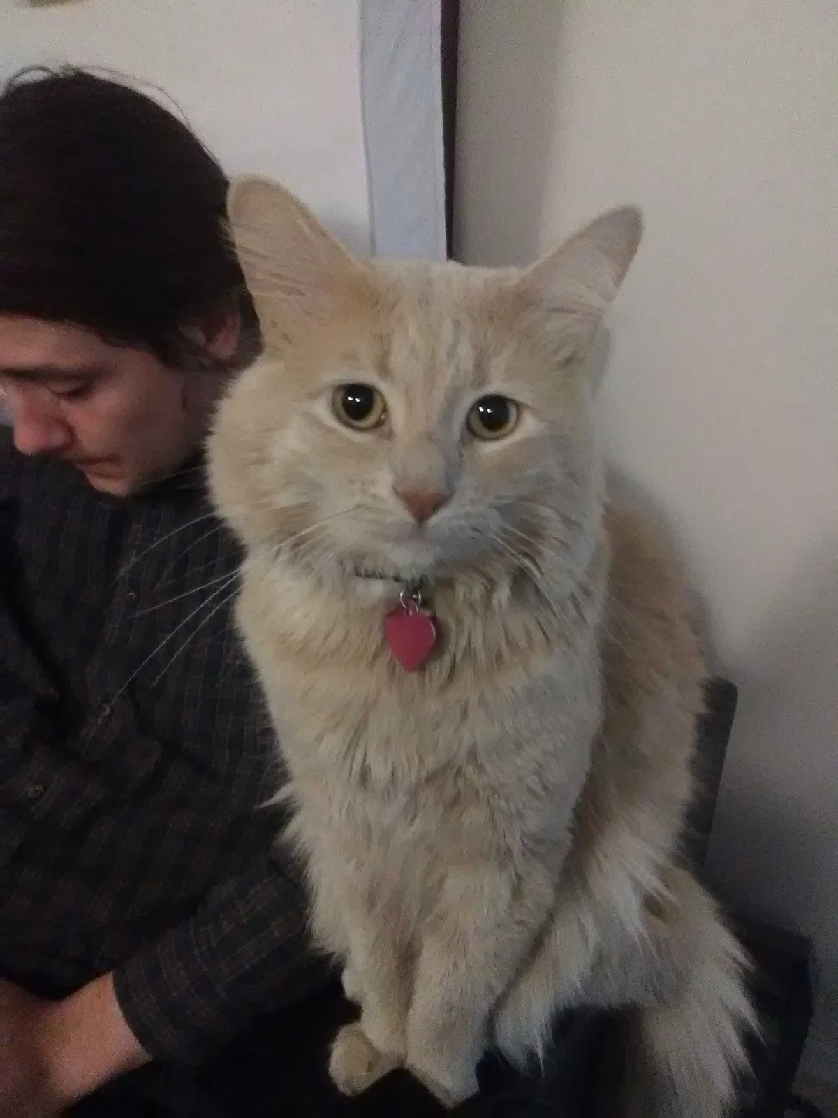 Lost cat in Chico, CA, 95928