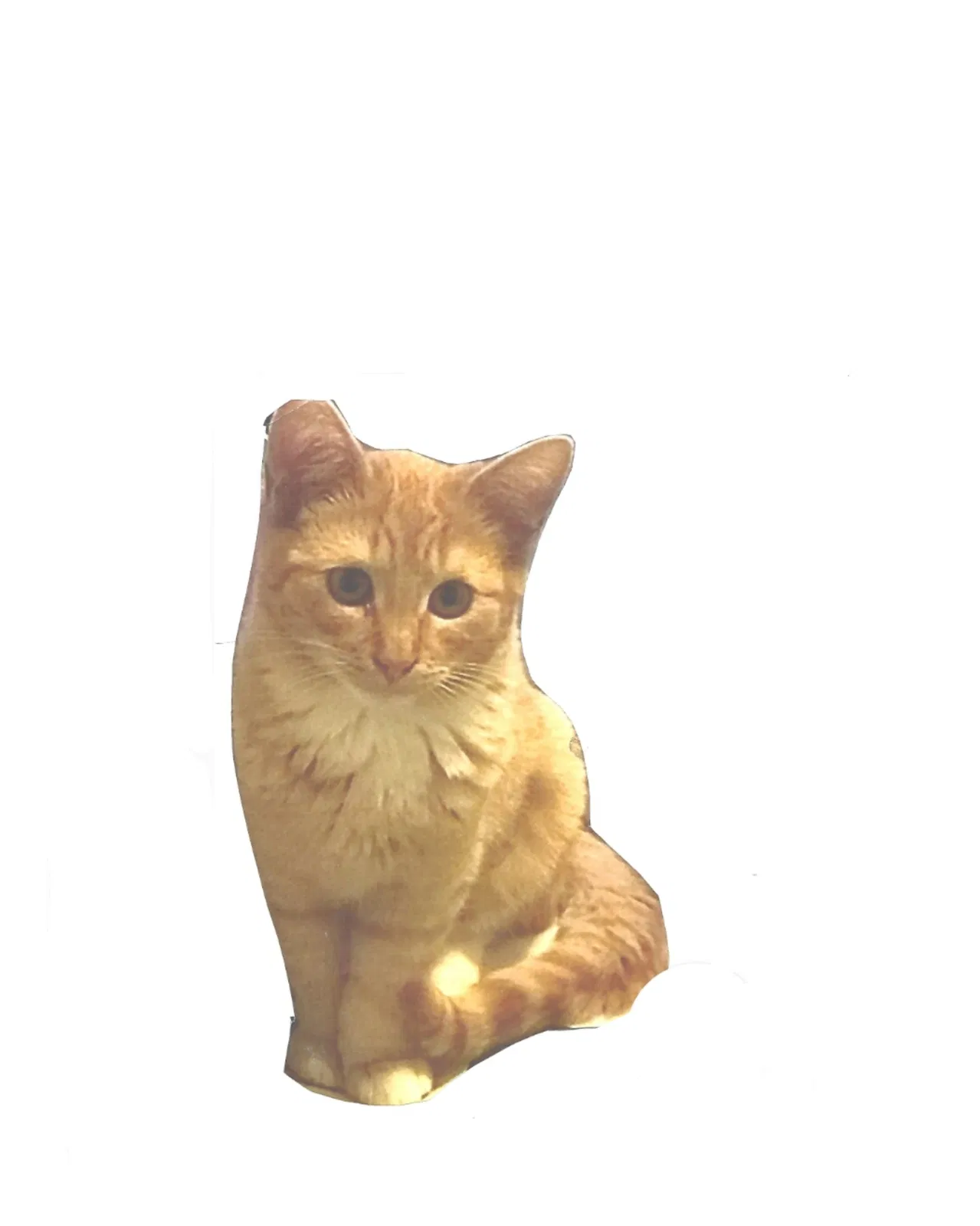 Lost cat in Bloomington, CA, 92316