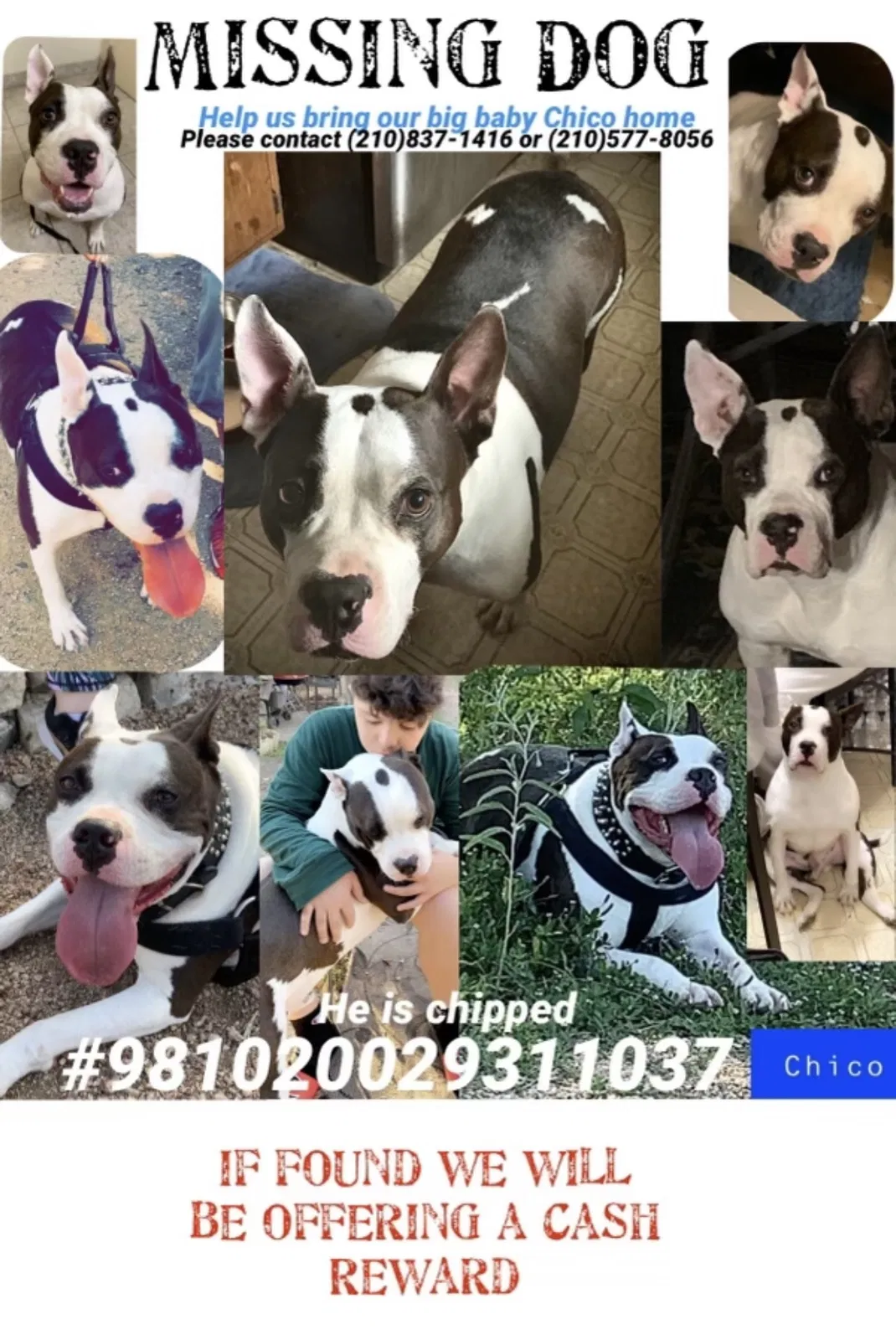 Lost dog in San Antonio, TX, 78238