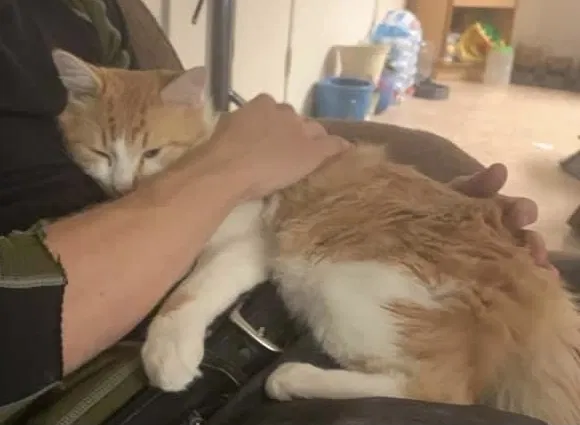 Lost cat in Reno, NV, 89502