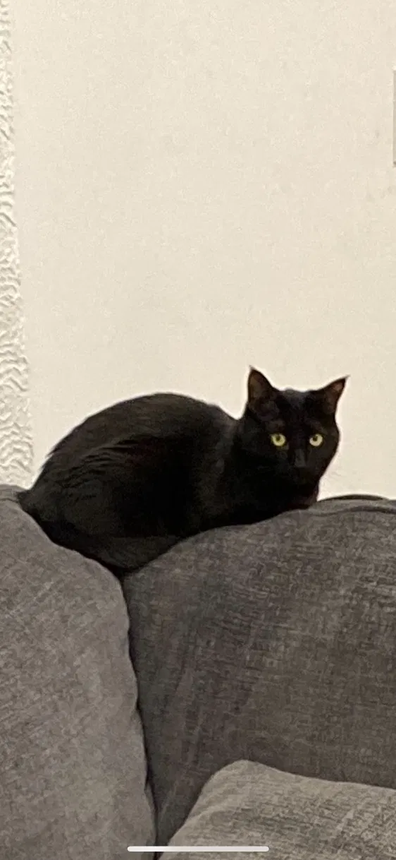 Lost cat in Los Angeles, CA, 90026