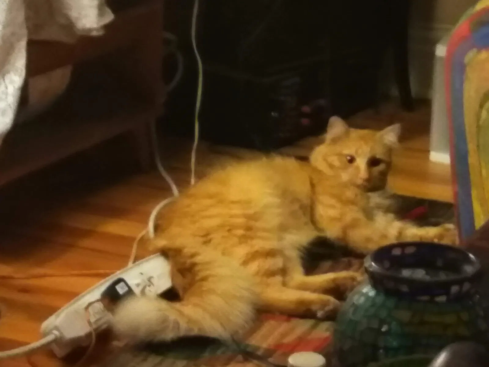 Lost cat in Colorado Springs, CO, 80904