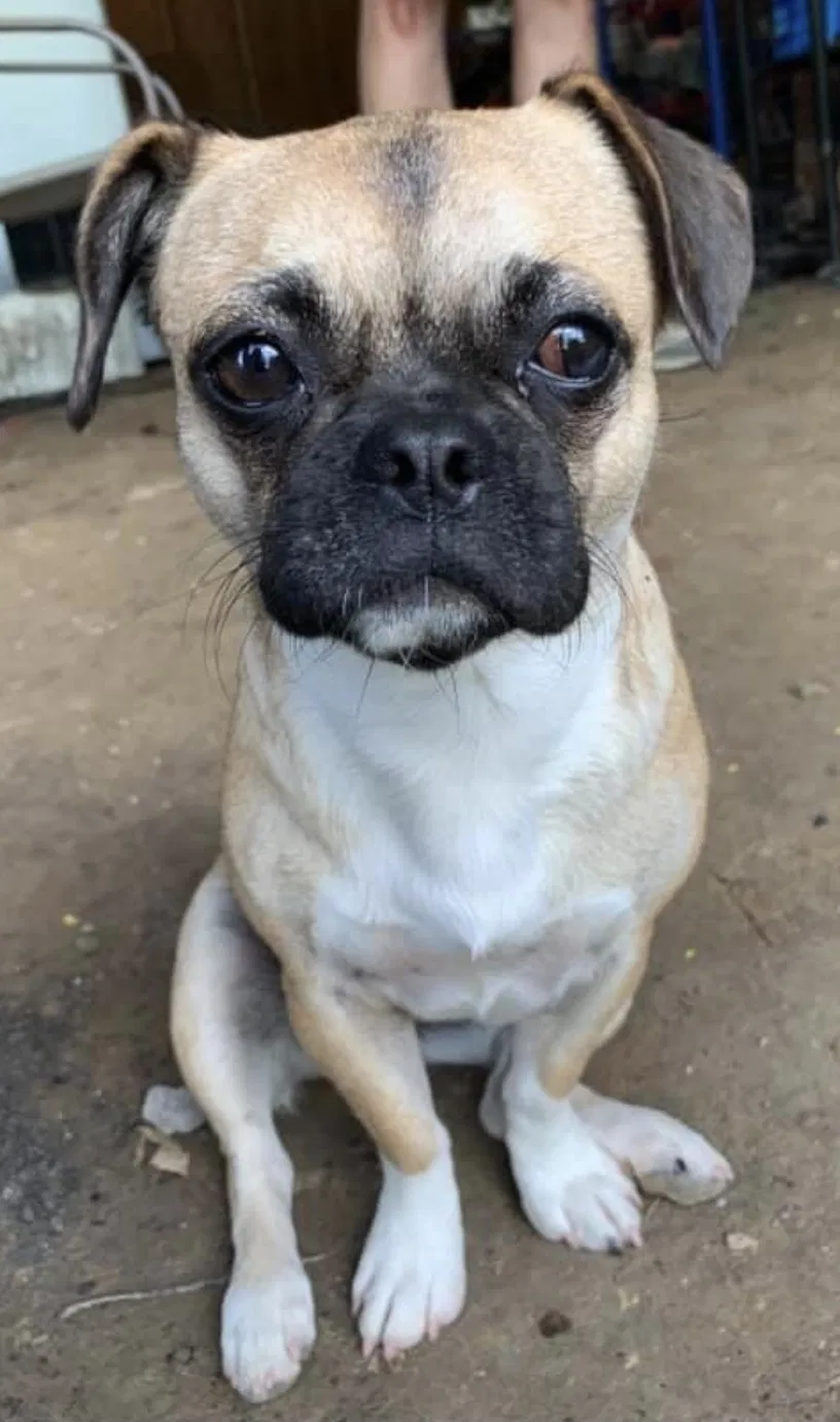Lost dog in Milton, WV, 25541