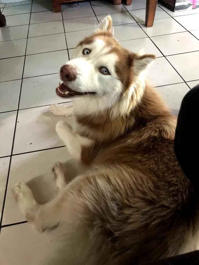 Lost dog in Hawthorne, CA, 90250