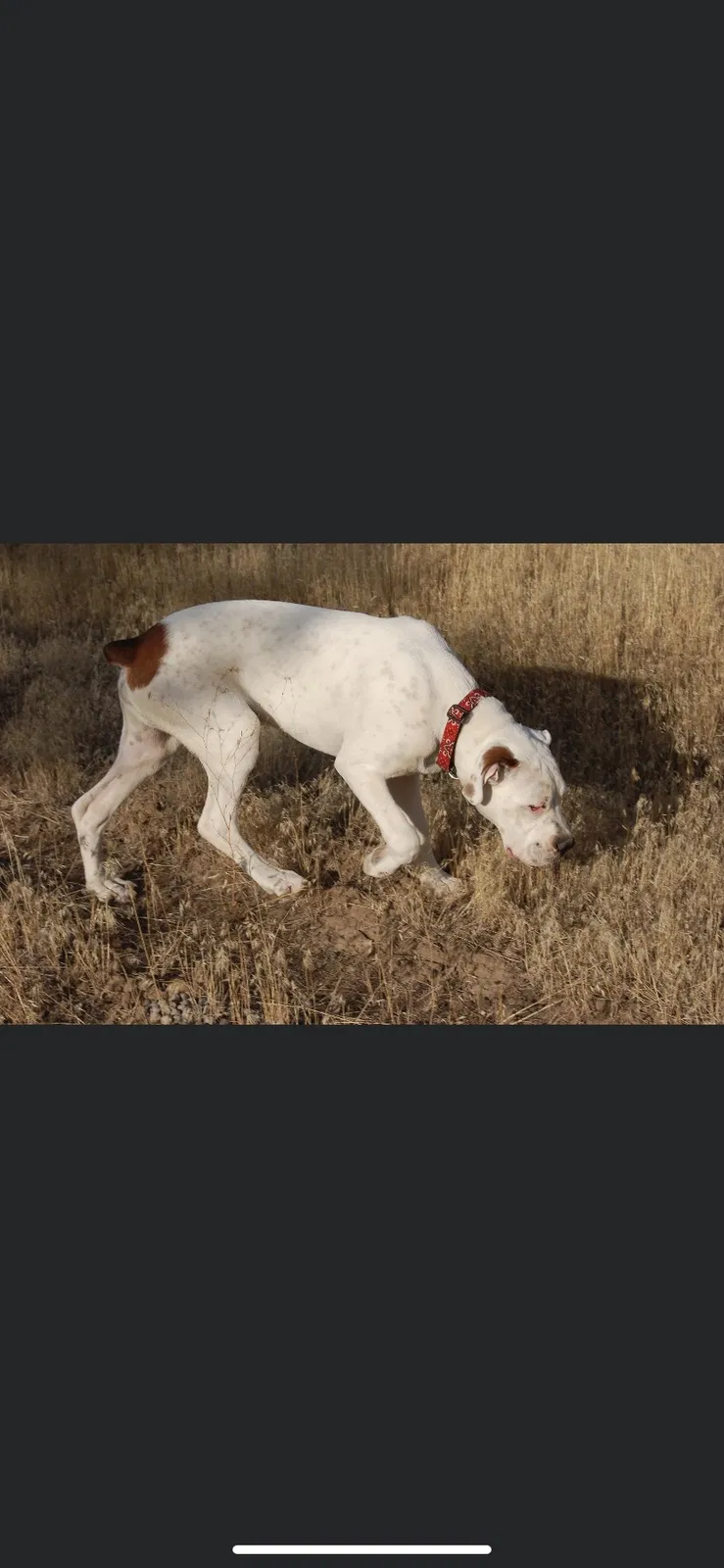 Lost dog in Prineville, OR, 97754