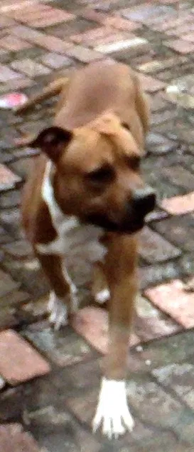 Lost dog in Pinson, TN, 38366