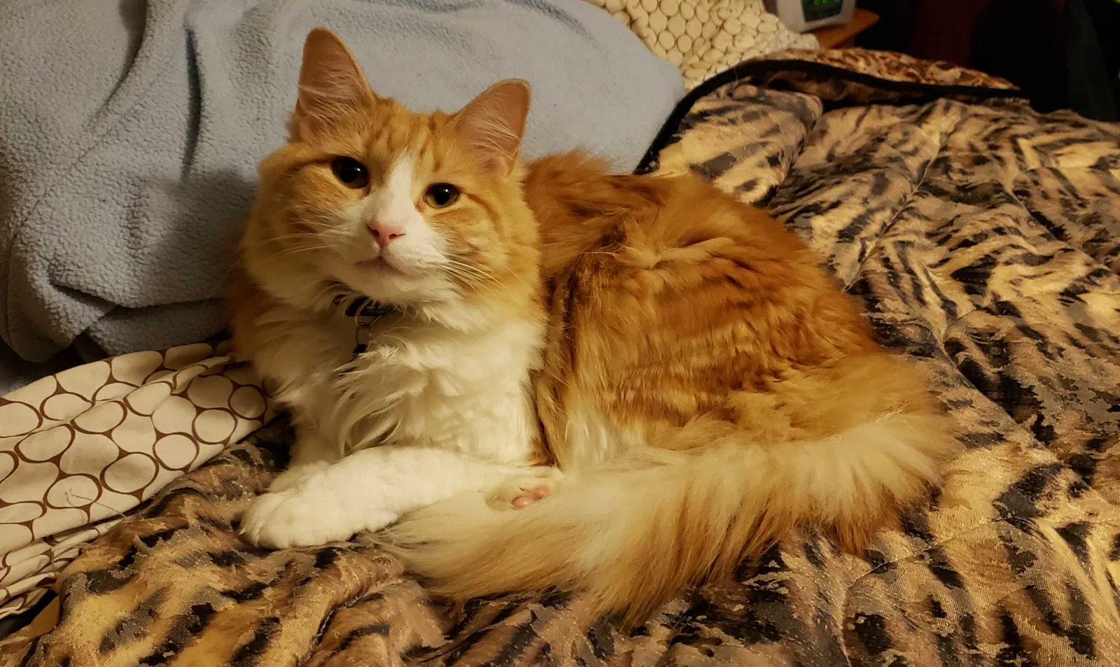 Lost cat in Chicago, IL, 60634
