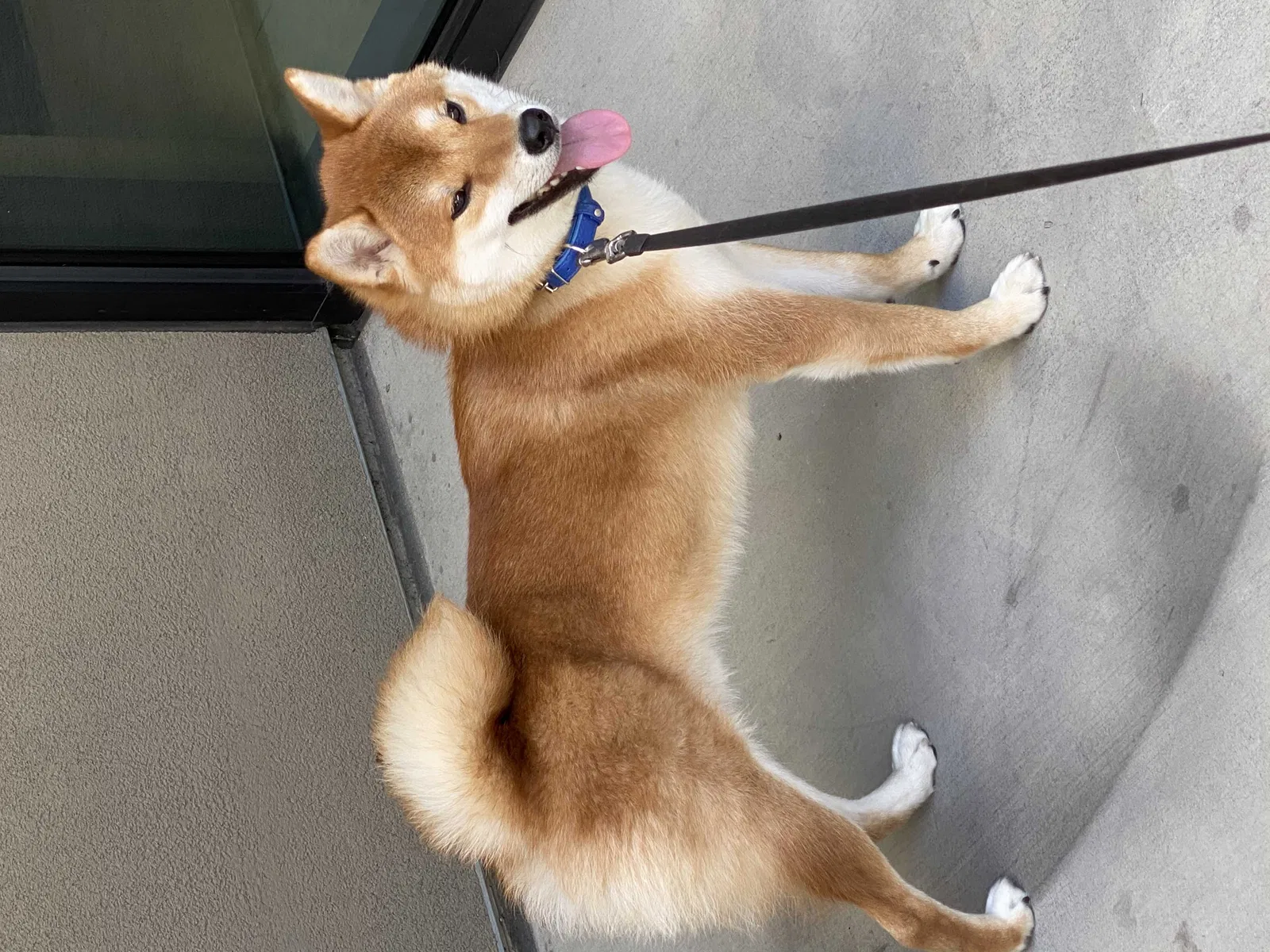 Lost dog in North Hollywood, CA, 91602