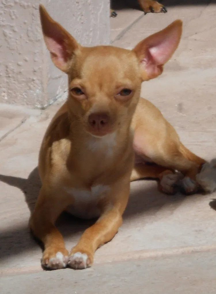 Lost dog in Lehigh Acres, FL, 33971