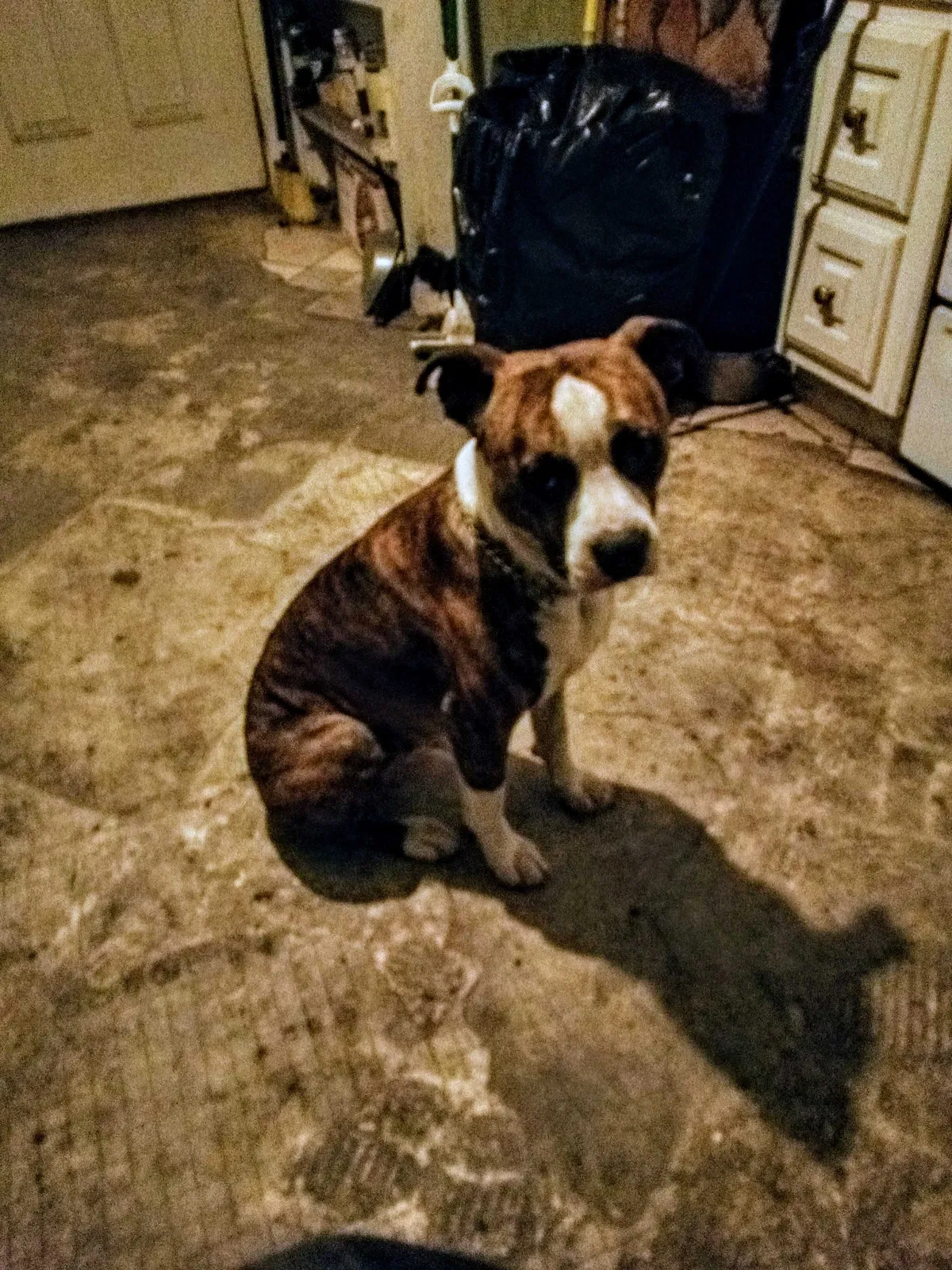 Lost dog in Little Rock, AR, 72206