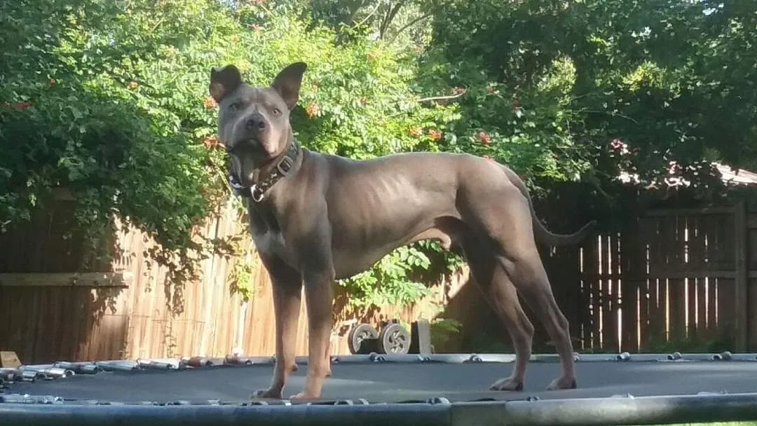Lost dog in Indiahoma, OK, 73552
