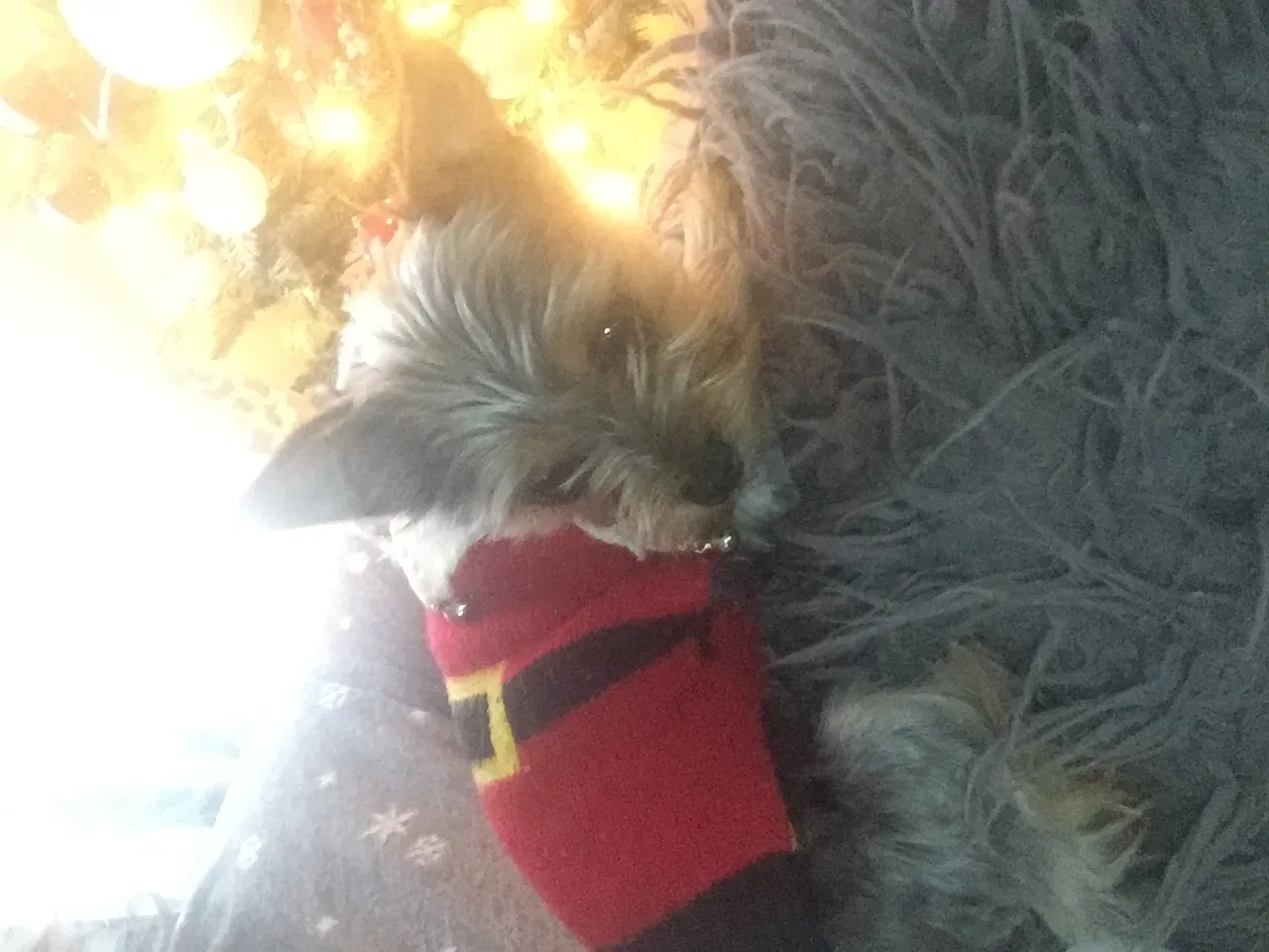 Lost dog in Sherwood, AR, 72120