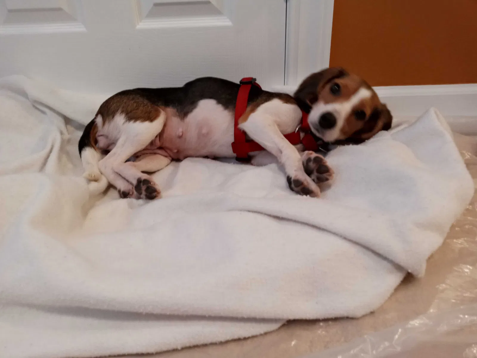 Lost dog in Wilmington, NC, 28412