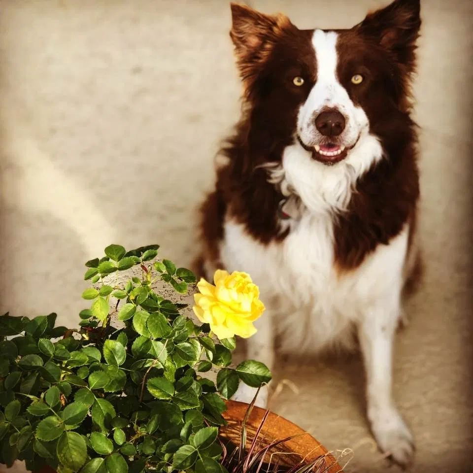 Lost dog in Missouri City, TX, 77459