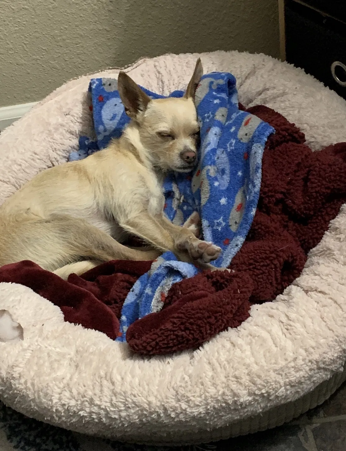 Lost dog in Hayward, CA, 94541