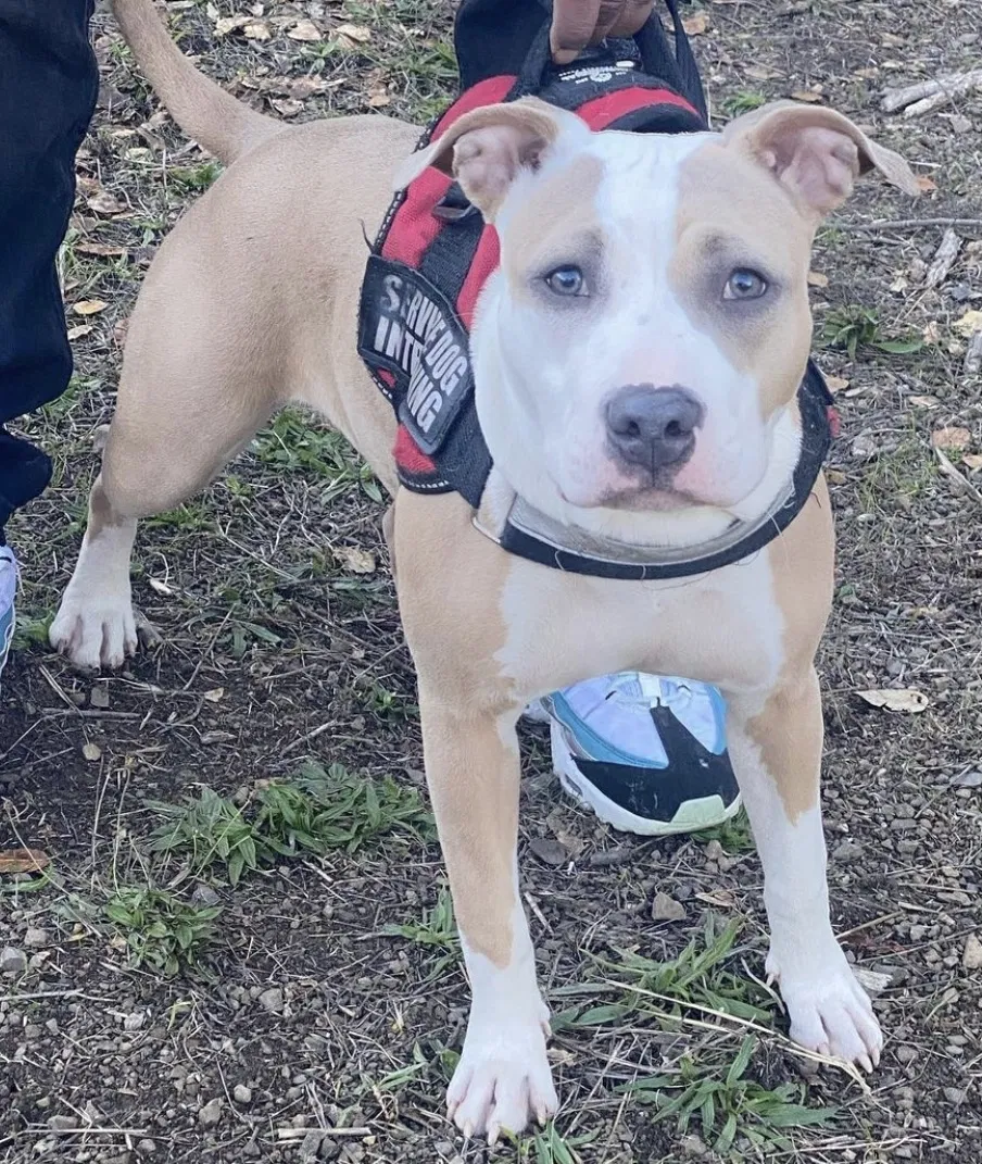 Lost dog in San Francisco, CA, 94123