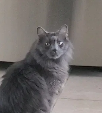 Lost cat in Fulshear, TX, 77441