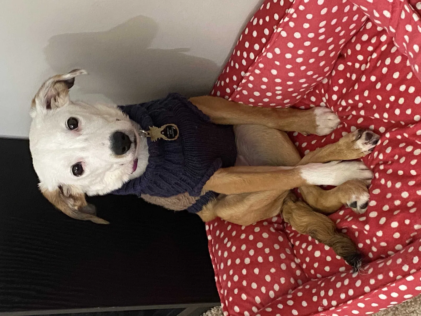 Lost dog in Reston, VA, 20190