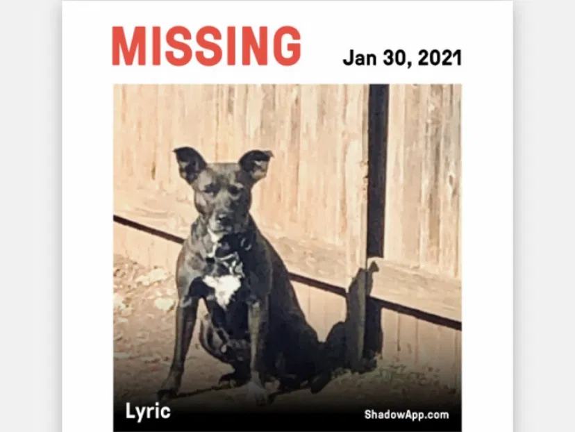 Lost dog in Round Rock, TX, 78681