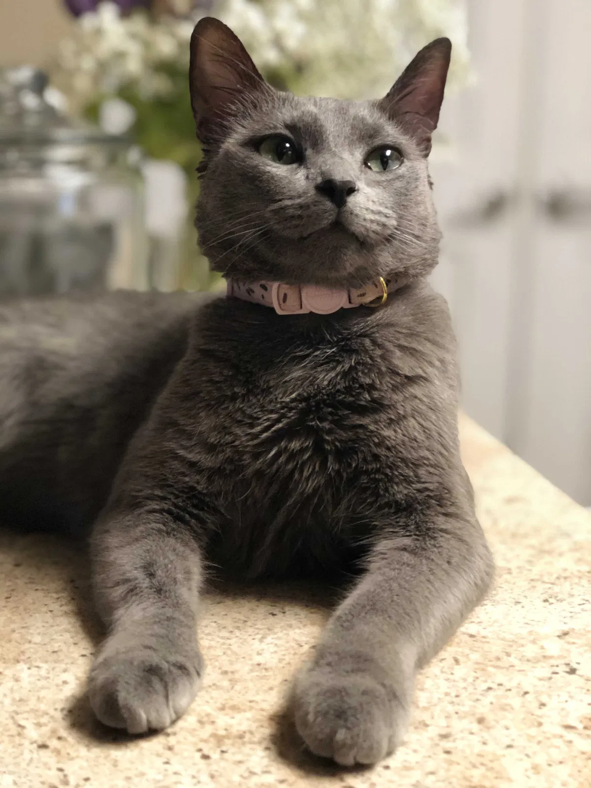 Lost cat in New Britain, CT, 6053