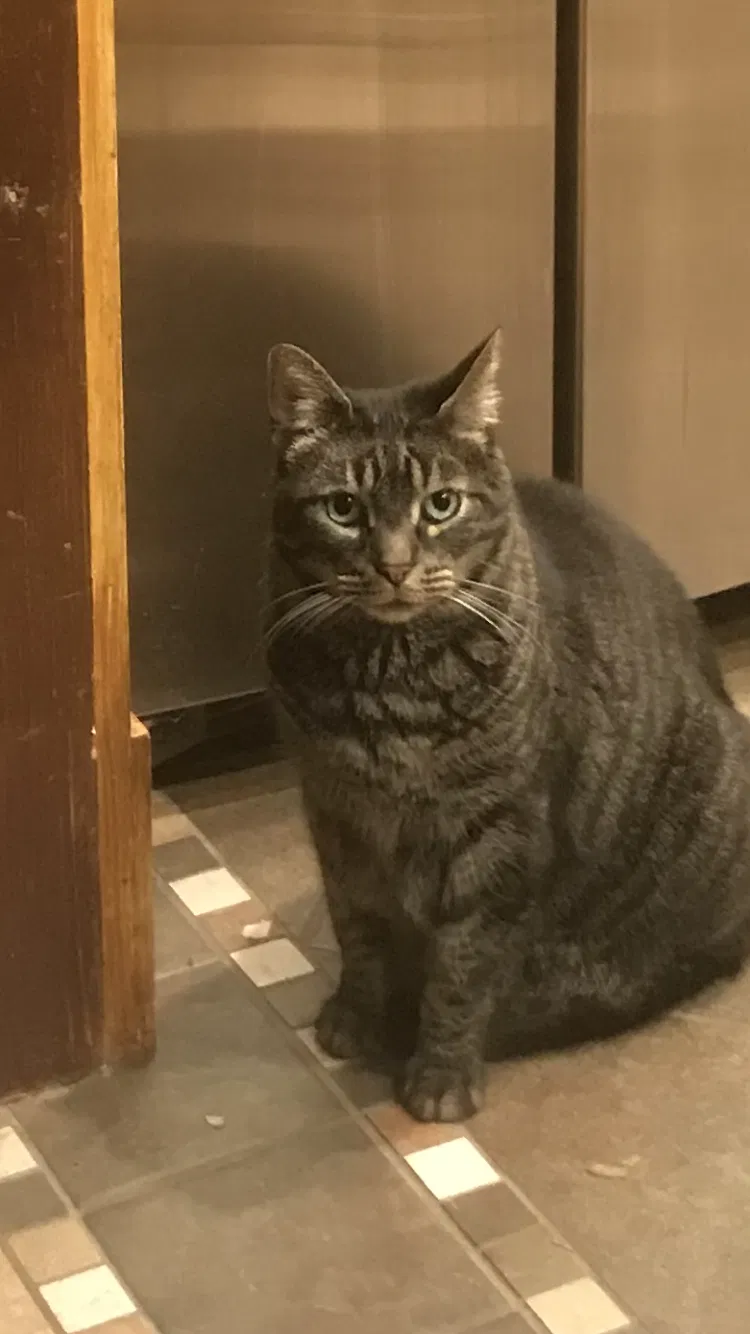 Lost cat in Baton Rouge, LA, 70817