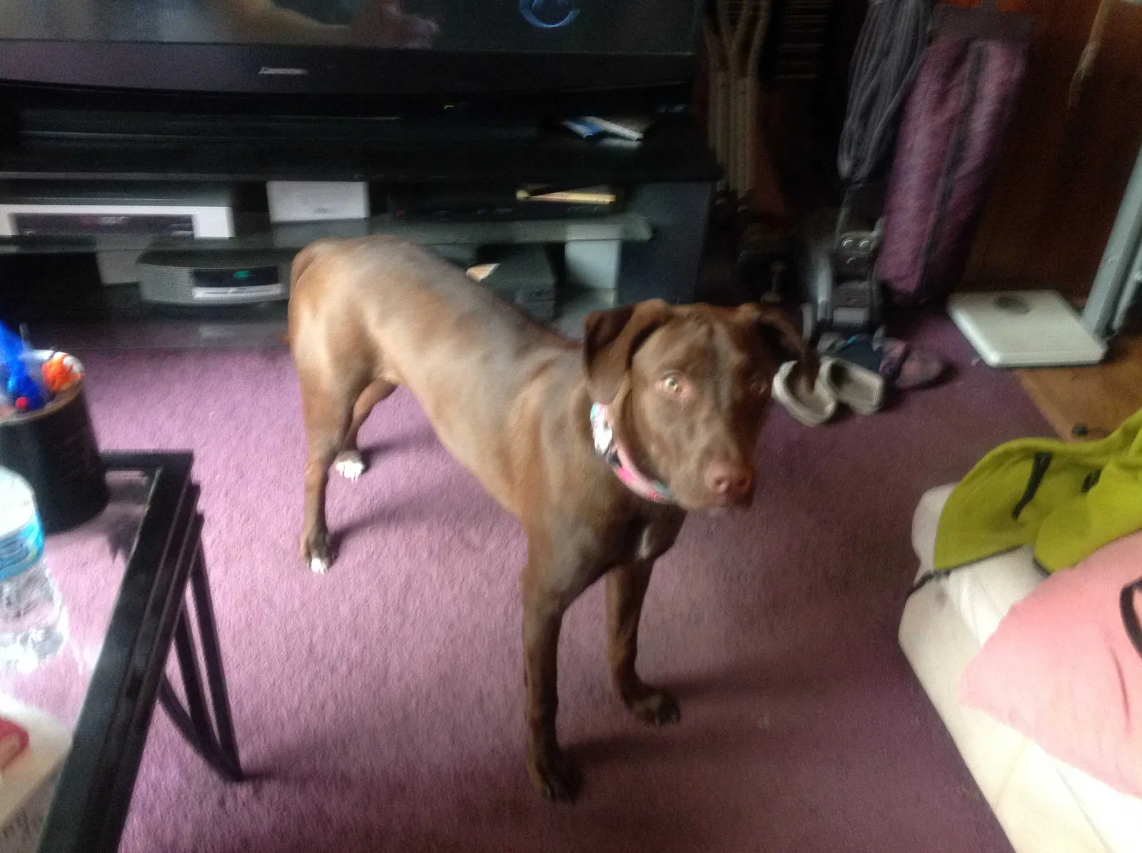 Lost dog in Indianapolis, IN, 46260