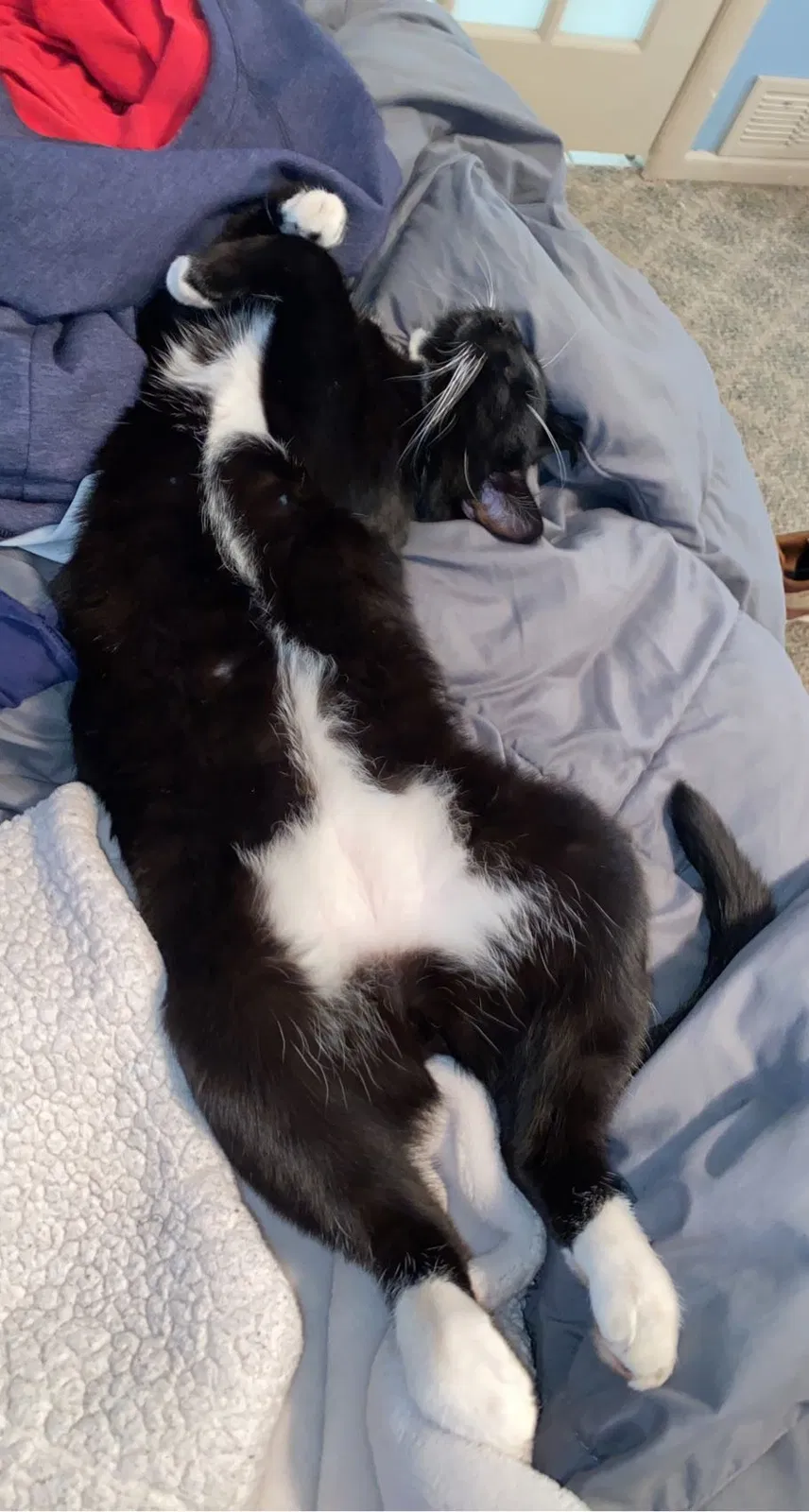 Lost cat in Lubbock, TX, 79416