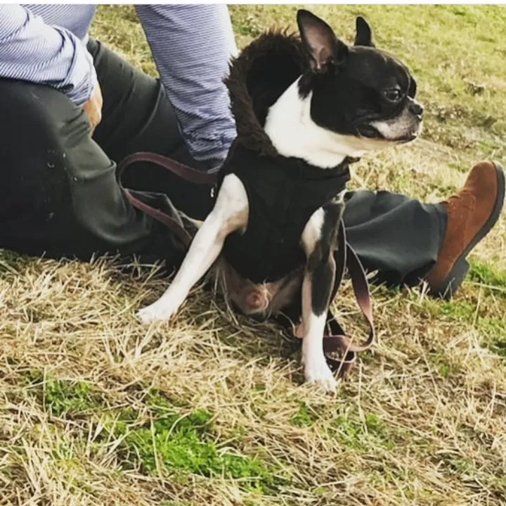 Lost dog in Killeen, TX, 76543