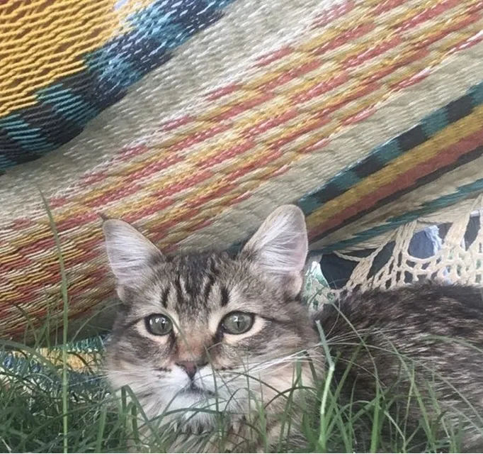Lost cat in El Monte, CA, 91732