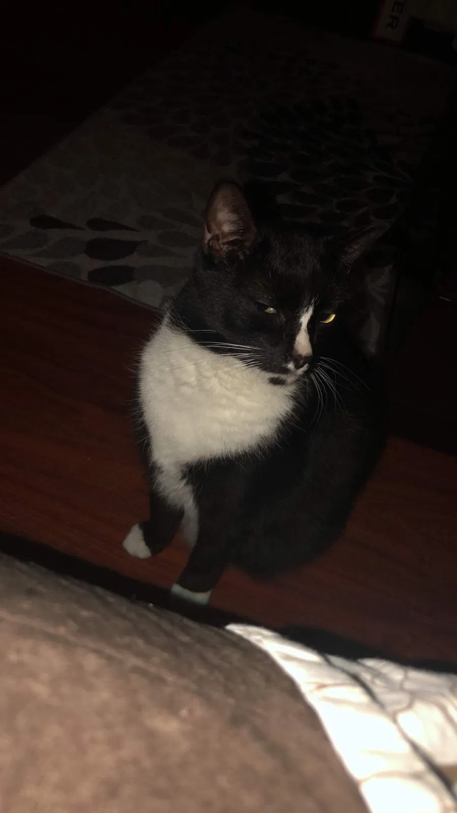 Lost cat in Matthews, NC, 28105