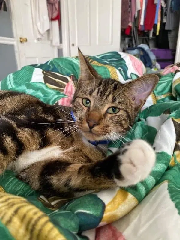 Lost cat in Greer, SC, 29651
