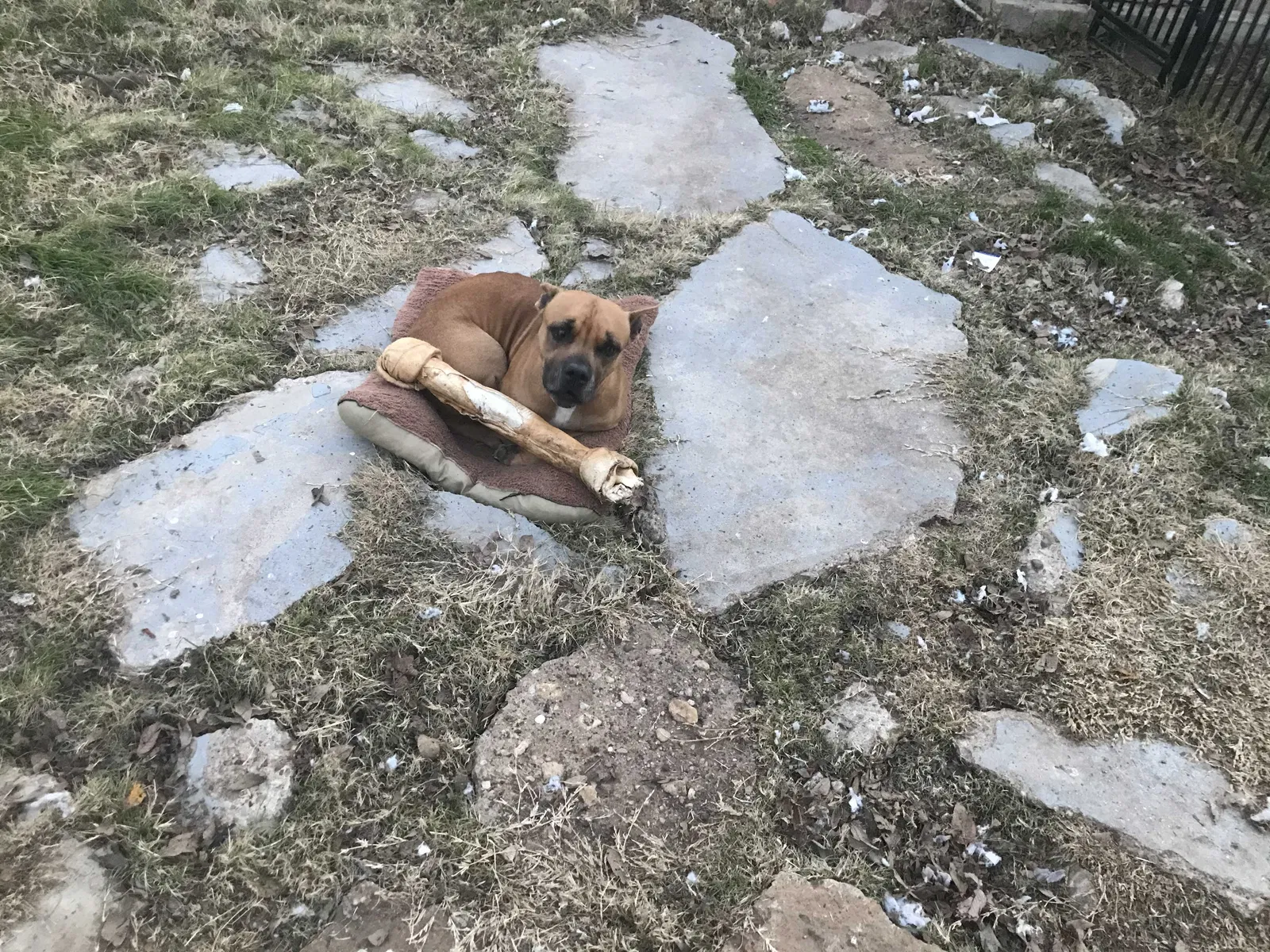 Lost dog in Fort Worth, TX, 76140