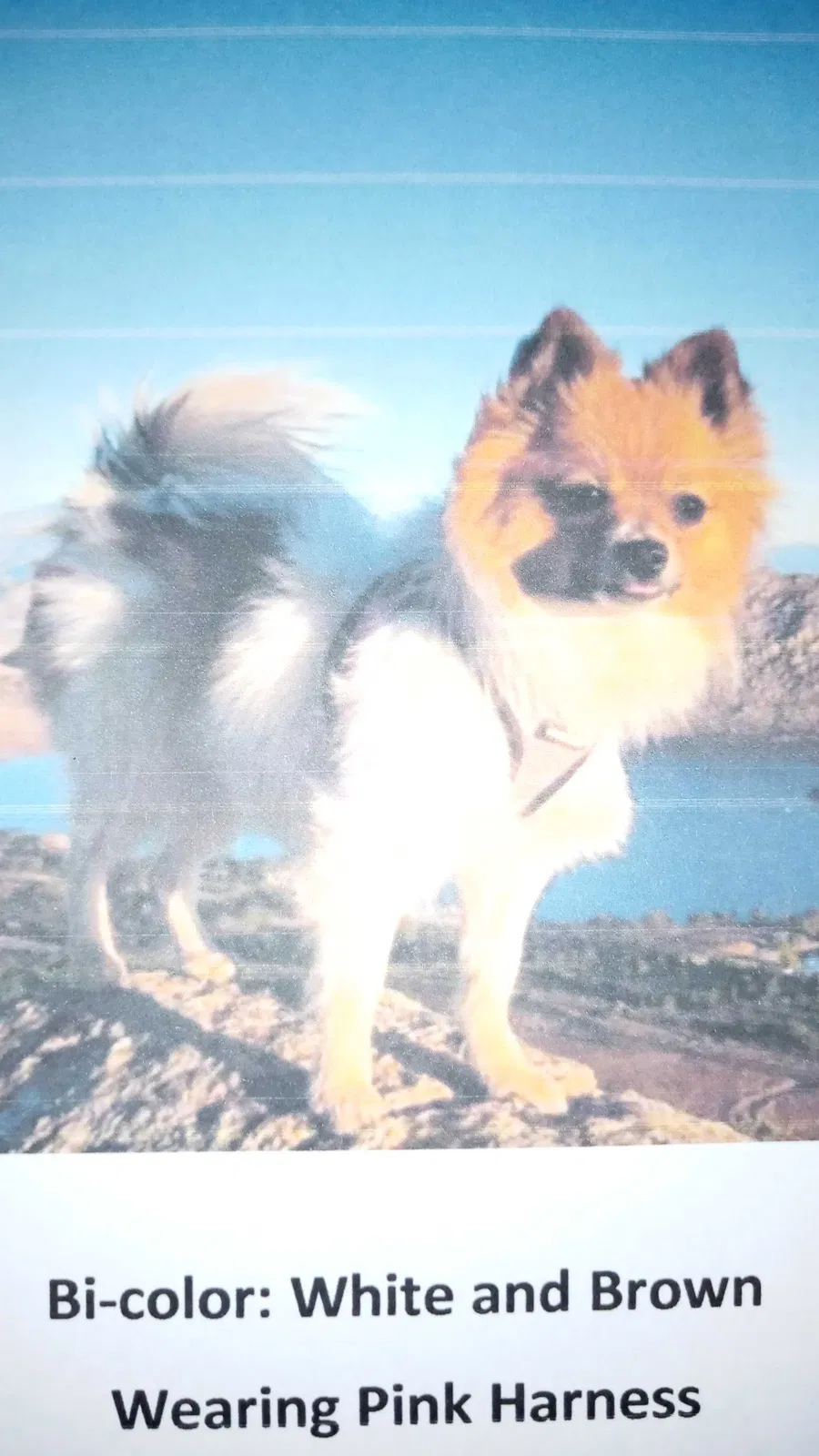 Lost dog in Perris, CA, 92571