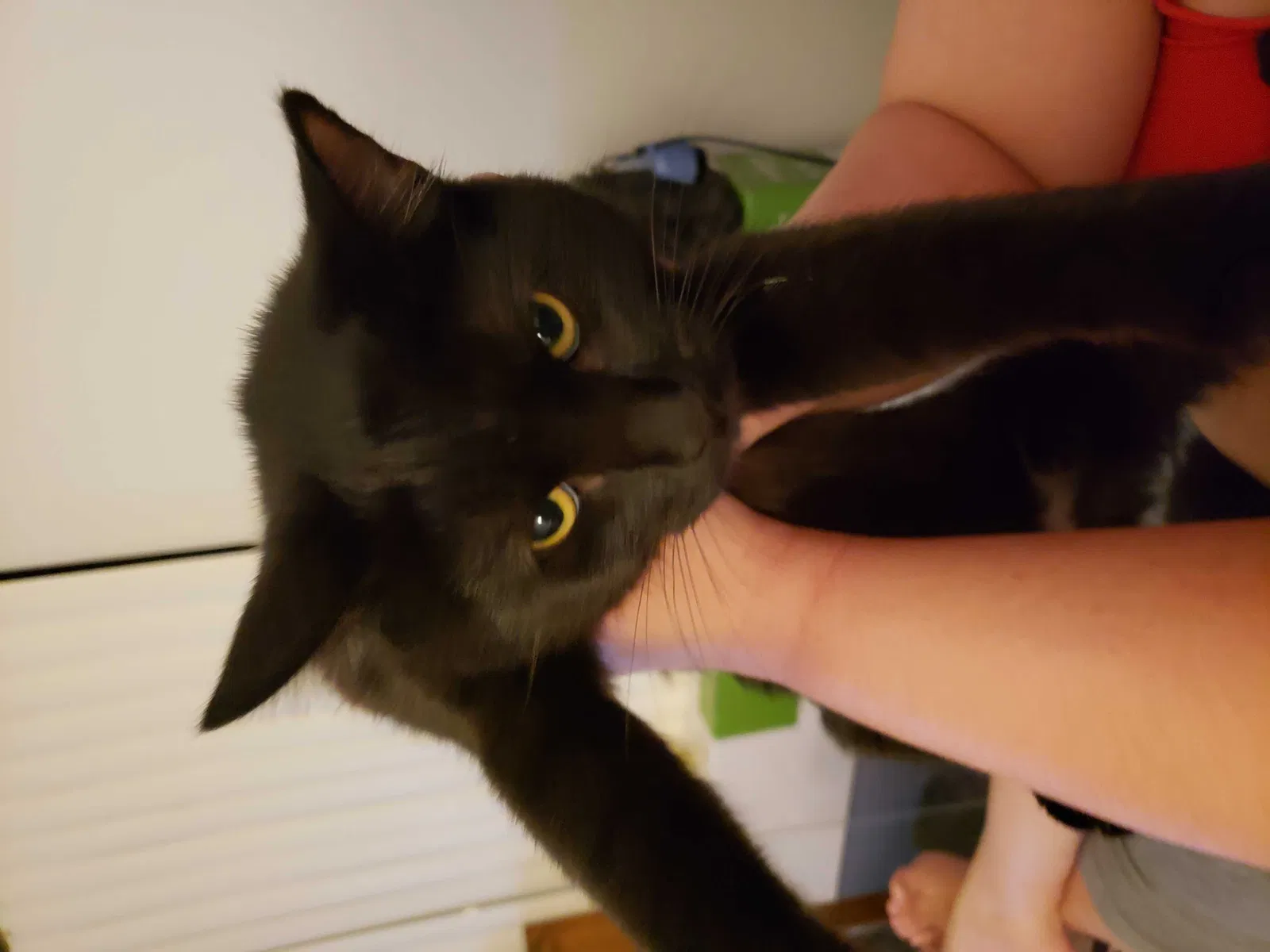 Lost cat in Palm Bay, FL, 32908
