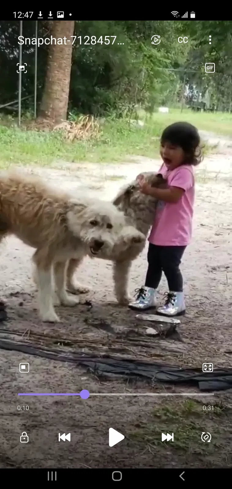 Lost dog in Zellwood, FL, 32798