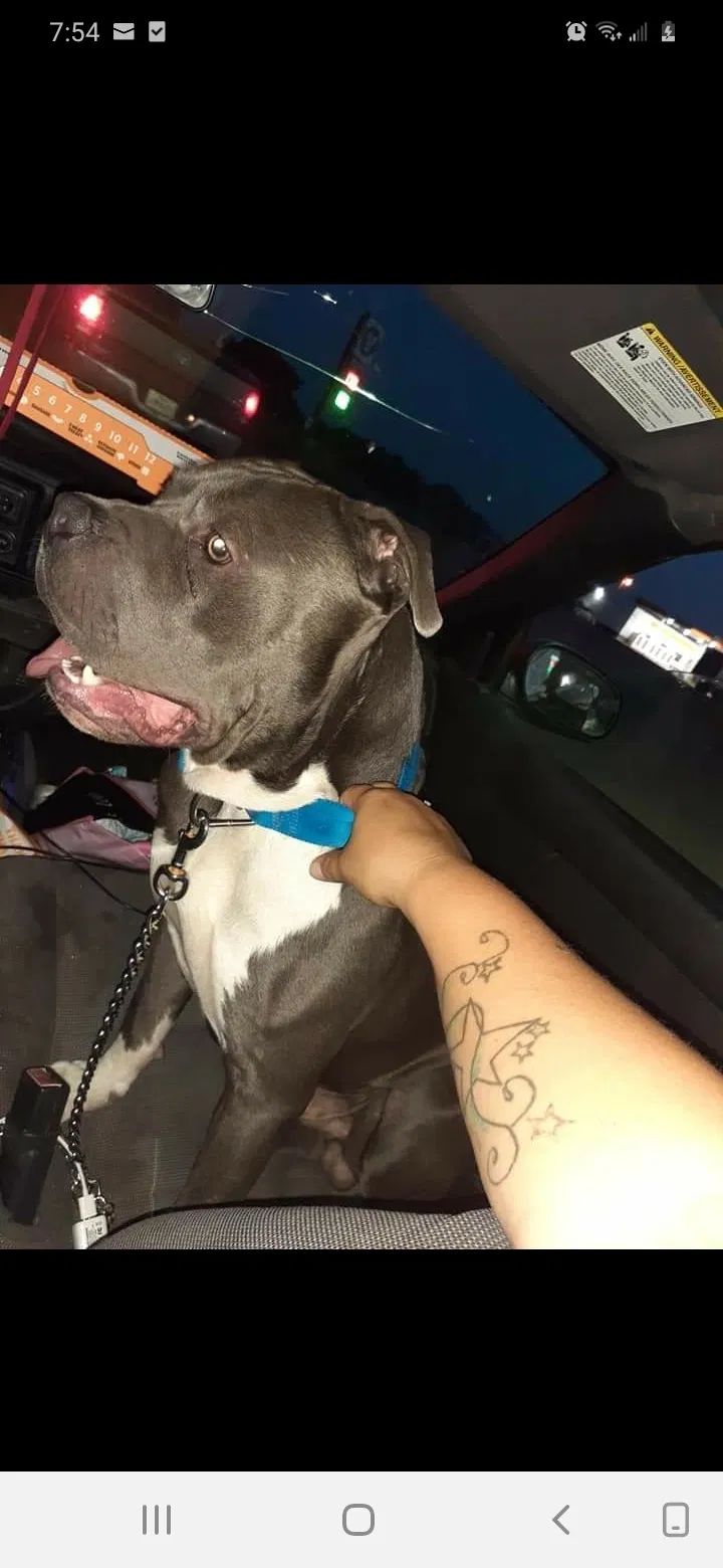 Lost dog in Bryan, TX, 77801