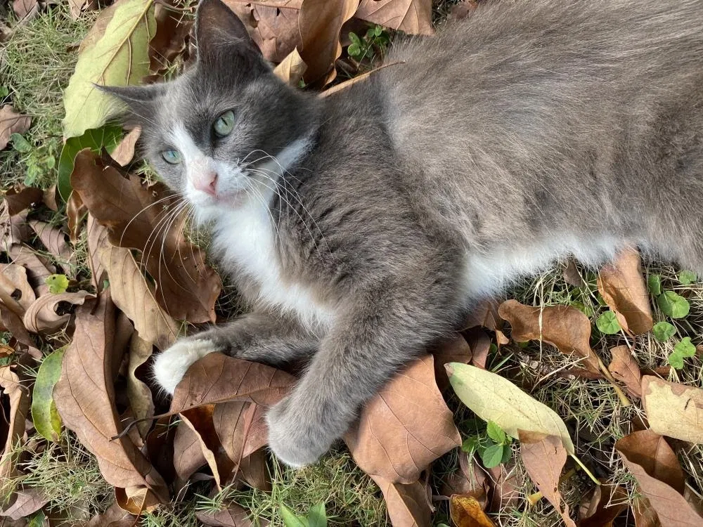 Lost cat in Miami, FL, 33129