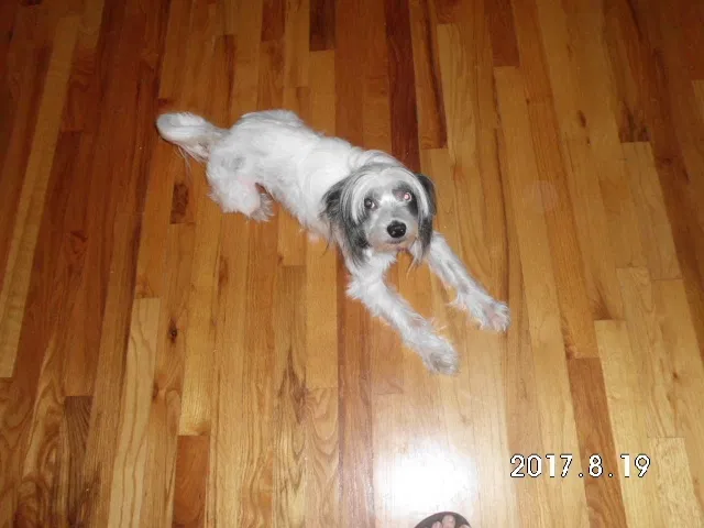 Lost dog in Warsaw, MO, 65355