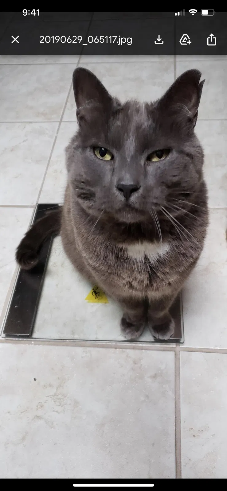 Lost cat in Portland, OR, 97219