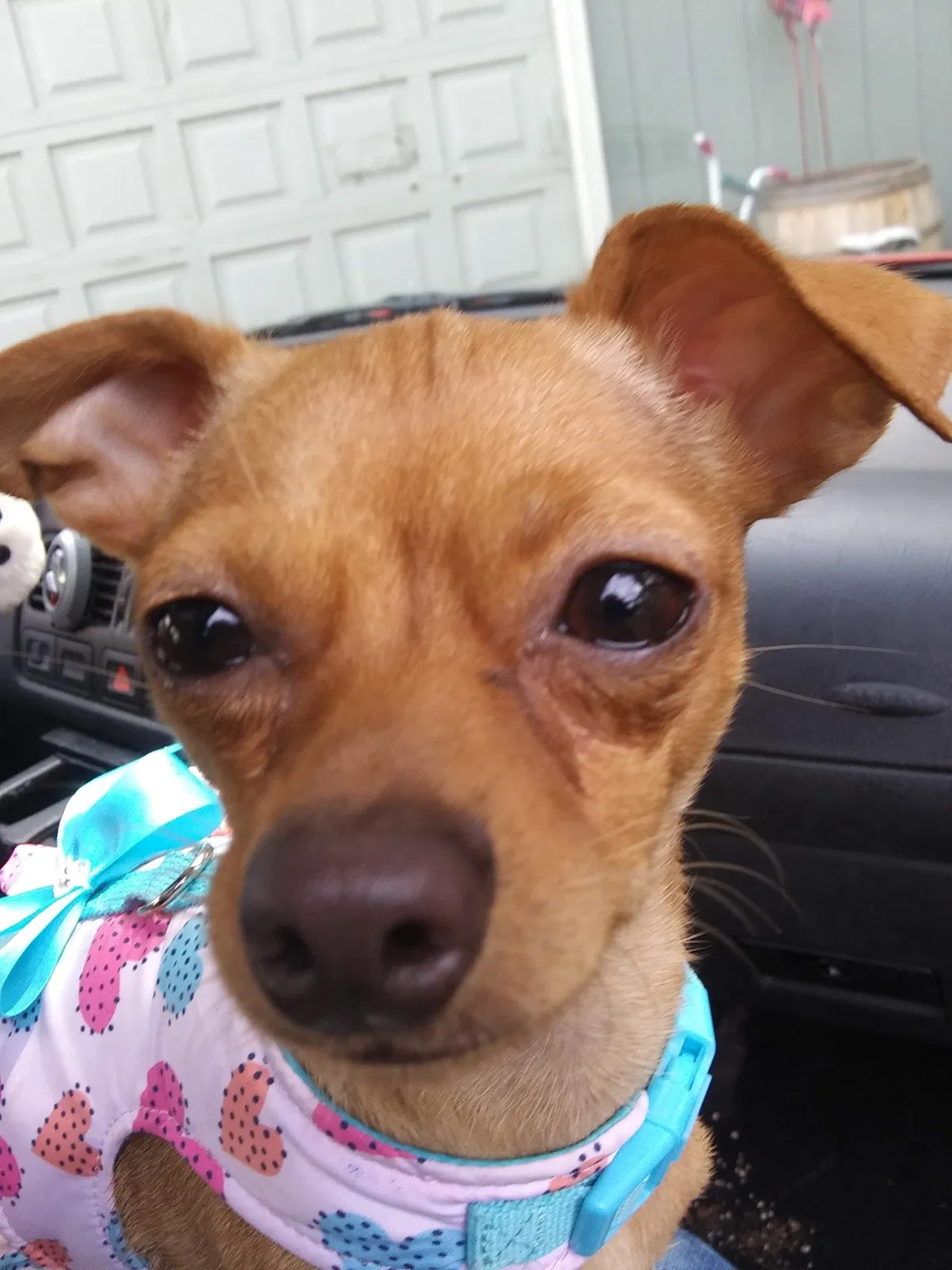 Lost dog in Portland, OR, 97233