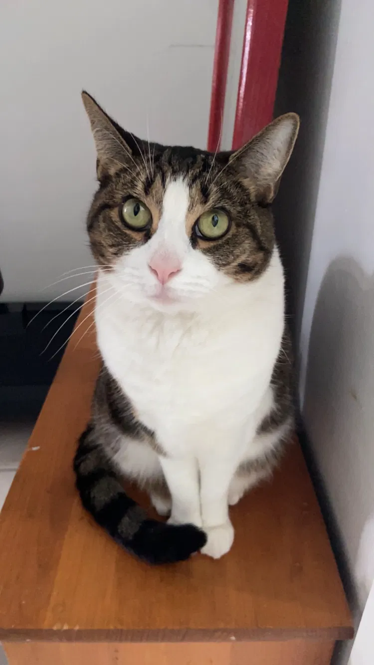 Lost cat in Port Saint Lucie, FL, 34952
