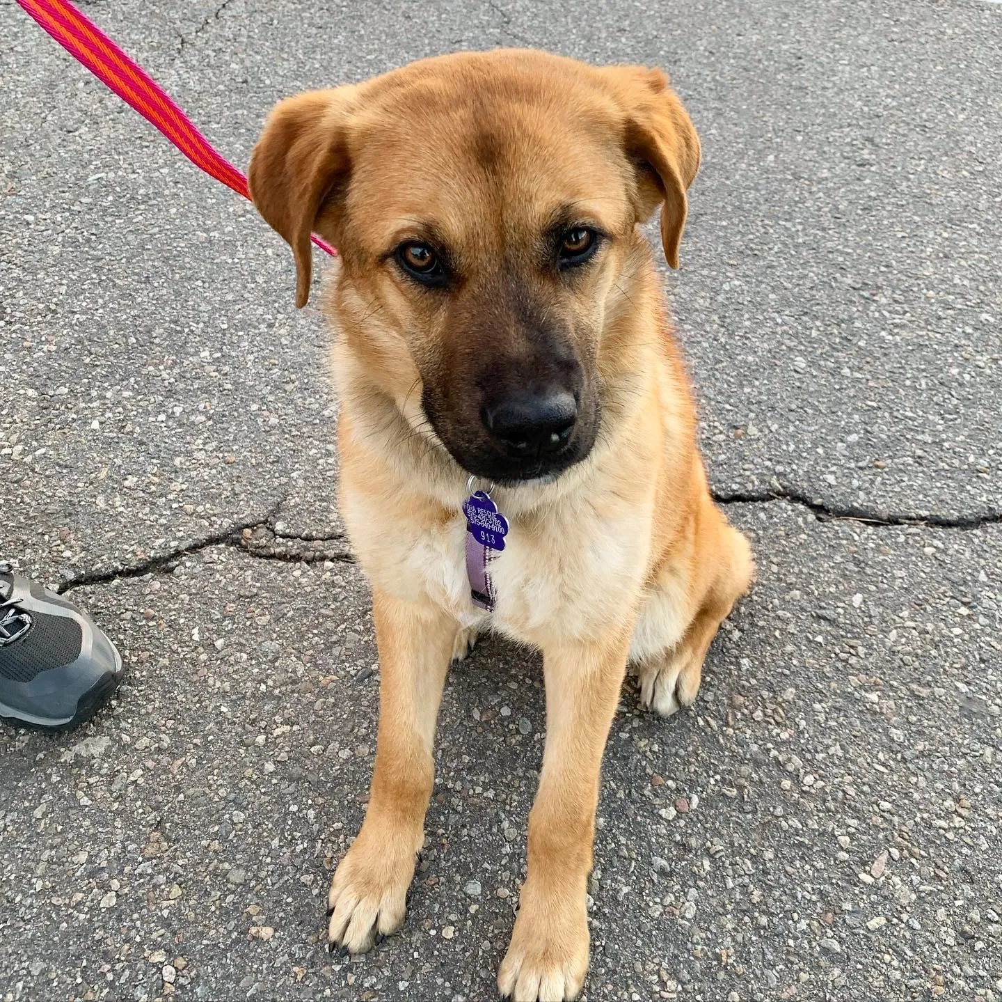 Lost dog in Denver, CO, 80209