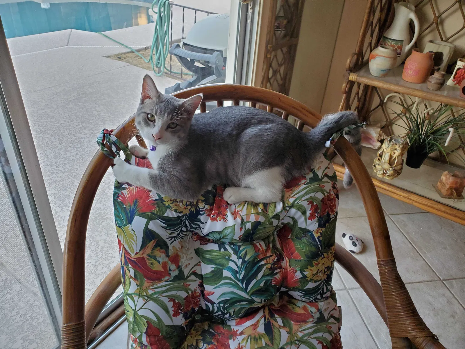 Lost cat in Phoenix, AZ, 85032