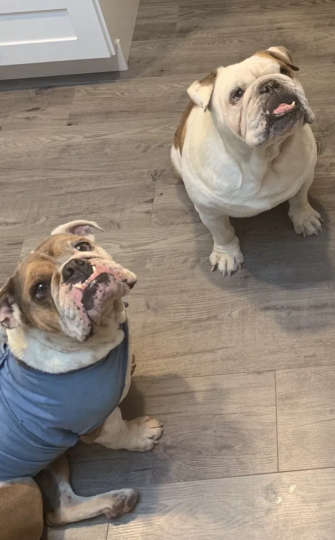 Lost dog in Lemon Grove, CA, 91945
