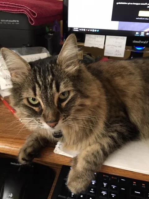 Lost cat in Loma Linda, CA, 92354