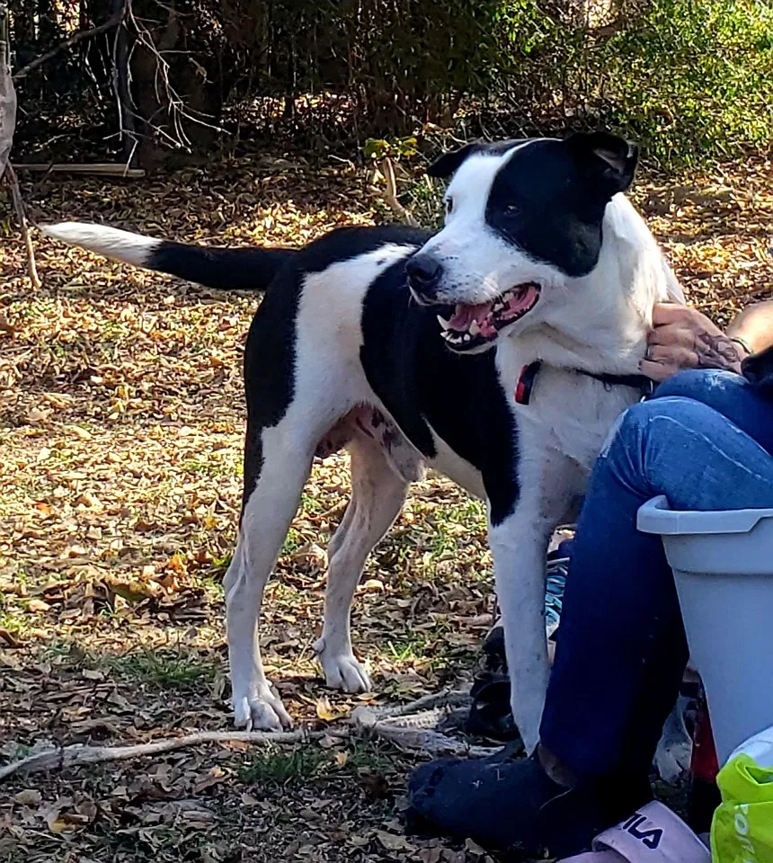 Lost dog in Fort Worth, TX, 76112
