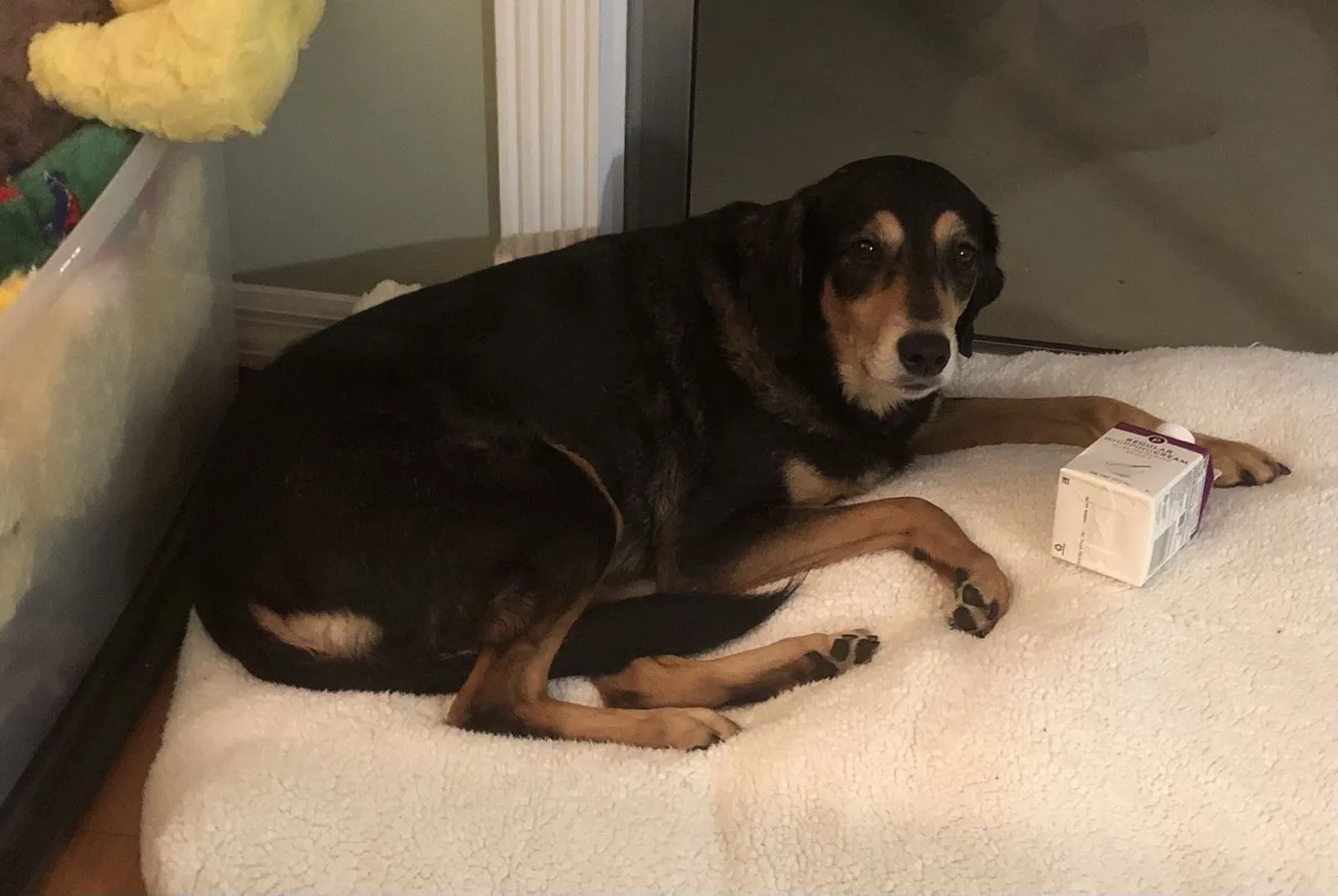 Lost dog in Land O Lakes, FL, 34639