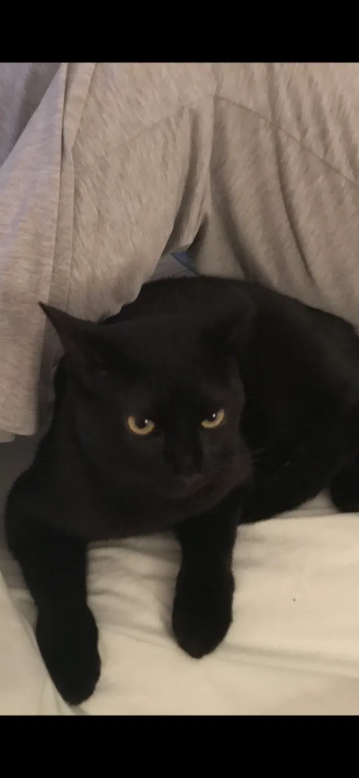 Lost cat in Vero Beach, FL, 32962